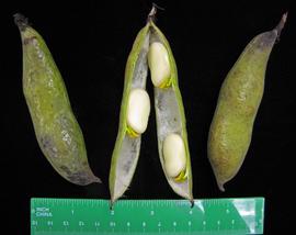   Fruits,nbsp;seeds:   Vicia faba , whole fruit (left, right) and pod split to show seeds (center); Photo by N. Diaz, USDA APHIS PPQ, imageID.idtools.org
